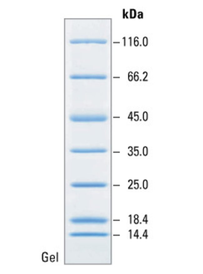 SM0431-Thermo Fermentas未预染蛋白Marker 26610