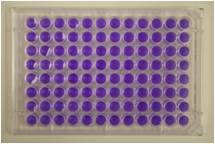 Muta-染色体板检测试剂盒 / AMES试剂盒 Muta-ChromoPlat Basic Kit 货号：5051 品牌：EBPI