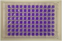 Ames Test Muta-染色体板检测试剂盒 / AMES试剂盒 Muta-ChromoPlat Basic Kit 货号:5051 品牌:EBPI