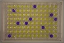 Muta-染色体板检测试剂盒 / AMES试剂盒 Muta-ChromoPlat Basic Kit 货号：5051 品牌：EBPI